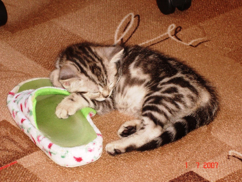 DSC00822.JPG